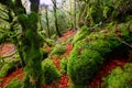 Autumn Selva de Irati beech jungle in Navarra Pyrenees Spain Royalty Free Stock Photo