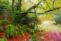 Autumn Selva de Irati beech jungle in Navarra Pyrenees Spain Royalty Free Stock Photo