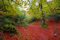 Autumn Selva de Irati beech jungle in Navarra Pyrenees Spain