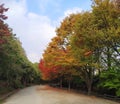Autumn at Seoul Forest Park