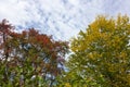 autumn september indian summer colors of leaves and trees on a b Royalty Free Stock Photo