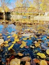 Autumn Serenity with Fallen Leaves, Reflective Water, and Rustic Bridge Royalty Free Stock Photo