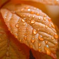 Autumn serenity raindrops gracefully adorning an orange leaf close up Royalty Free Stock Photo