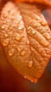 Autumn serenity raindrops gracefully adorning an orange leaf close up