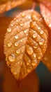 Autumn serenity raindrops gracefully adorning an orange leaf close up Royalty Free Stock Photo