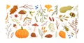 Autumn set. Collection of hand drawn fallen leaves, vegetables, berries, acorns, forest mushrooms, tree branches Royalty Free Stock Photo