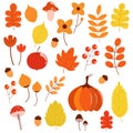 Autumn set with leaves, berries, mushrooms, pumpkin, apple, flowers. White background Royalty Free Stock Photo