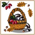 Autumn set of leaves, mushrooms, berries, acorns and a basket. Drawn by hand, watercolor. Vector isolated objects. Royalty Free Stock Photo