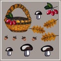 Autumn set of leaves, mushrooms, berries, acorns and a basket. Drawn by hand, watercolor. Vector isolated objects. Royalty Free Stock Photo