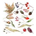 Autumn set maple leaf, linden seeds, oak acorns, rowan berries, barberry, wild rose, wild grapes. Hand drawn watercolor.