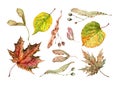 Autumn set of maple and linden leaves with seeds. Colorful hand drawn watercolor painting. Isolated elements on a white background Royalty Free Stock Photo