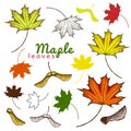 autumn set of outline ink and colored maple leaves and seeds. engraved maple leaves and seeds. hand drawn illustration of various Royalty Free Stock Photo