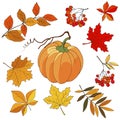 2128 autumn set, set of autumn pumpkin, maple leaves and rowan, isolate on a white background