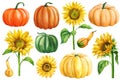 autumn set of pumpkins and sunflowers on an isolated white background, watercolor painting, hand drawing Royalty Free Stock Photo