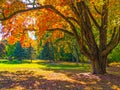 Autumn Shade Tree Royalty Free Stock Photo