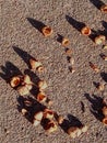 Acorn shadows