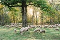 Autumn sheep graze the Englischer Garten