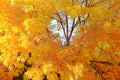 Optimistic love autumn tree in bright yellow