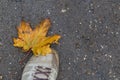 Autumn shoe sale. Boots and a yellow maple leaf Royalty Free Stock Photo