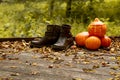 Autumn shoes next to a bunch of Halloween pumpkins on a wooden floor in the Park in Autumn Royalty Free Stock Photo