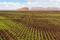 Autumn shoots of winter wheat. Rows of seedlings of winter wheat.Wheat field stretching into the distance Royalty Free Stock Photo