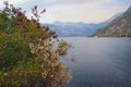 Autumn. Shore of the Kotor Bay of Adriatic Sea on a foggy day. Montenegro