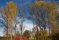 Autumn shot of birch trees whose leaves have turned yellow. In the background the blue sky with white clouds. Other trees are bare Royalty Free Stock Photo