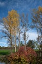 Autumn shot of birch trees whose leaves have turned yellow. In the background the blue sky with white clouds. Other trees are bare Royalty Free Stock Photo