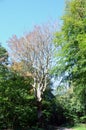 In autumn, sick trees can easily be spotted, as their leaves get yellow and drop ealier that healthy trees