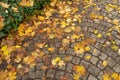 Autumn Sidewalk Texture Background, Yellow Fallen Leaves on Old Pathway with Autumn Leaves and Green Ivy Border Royalty Free Stock Photo