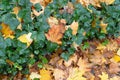 Autumn Sidewalk Texture Background, Yellow Fallen Leaves on Old Pathway with Autumn Leaves and Green Ivy Border Royalty Free Stock Photo