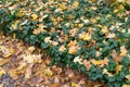 Autumn Sidewalk Texture Background, Yellow Fallen Leaves on Old Pathway with Autumn Leaves and Green Ivy Border Royalty Free Stock Photo