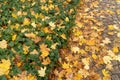 Autumn Sidewalk Texture Background, Yellow Fallen Leaves on Old Pathway with Autumn Leaves and Green Ivy Border Royalty Free Stock Photo