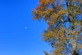 Autumn Scenic Drive along The Blue Ridge Parkway in North Carolina Royalty Free Stock Photo