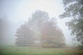 Autumn silence park with trees in mist Royalty Free Stock Photo