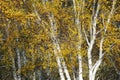 Autumn silver birch forest Royalty Free Stock Photo