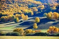 The autumn silver birch on the grassland Royalty Free Stock Photo