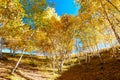 The autumn silver birch on the hills landscape Royalty Free Stock Photo