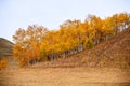 The autumn silver birch on the hills Royalty Free Stock Photo