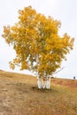 The autumn silver birch on hillsdie