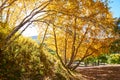 The autumn silver birch scenic Royalty Free Stock Photo