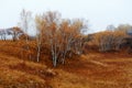 The autumn silver birch on steppe Royalty Free Stock Photo