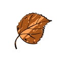 Autumn sketch brown Birch leaf n white background