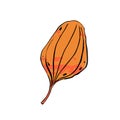 Autumn sketch color plantain leaf. Hand-drawn textured herb