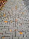 Autumn sketch, fallen leaves on the sidewalk Royalty Free Stock Photo