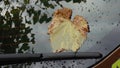 Autumn sketch. A fallen yellow leaf adhered to the wet glass of the car. Royalty Free Stock Photo