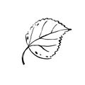 Autumn sketch outline Birch leaf on white background