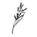 Autumn sketch outline herb with seeds Vector illustration