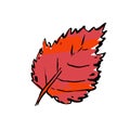 Autumn sketch Red color textured Birch leaf