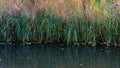 Reeds at water\'s edge reflected in water Royalty Free Stock Photo